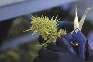 Recreational marijuana still faces logistical challenges news