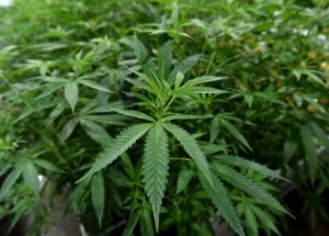 NJ lawmakers OK bills to create legal marijuana industry and stop weed arrests
