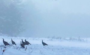 Talking Turkey: Fish & Game is asking people to join the winter census animals