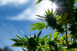 Arizona demonstrates how legal marijuana should be introduced