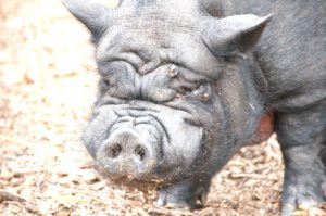 Potbellied Pig Rescue and Hate Groups: Charities That Support the "Common Good"?  |  economy