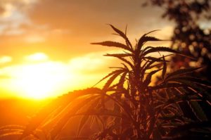 Silhouette of marijuana plant at sunrise
