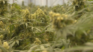 Michigan cashing in on recreational marijuana