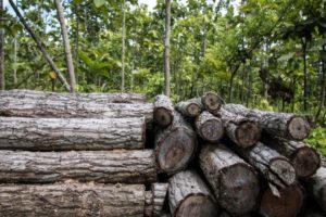 The trade in banned teak from Myanmar fines a German company with a fine of USD 4 million