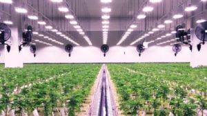 Top 5 reasons why Canadian investors should capitalize on Cannara