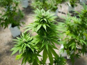 Coalition to Regulate Marijuana Like Alcohol Launches Legalization Efforts in Ohio
