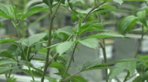 Ohio lawmakers introduce bill to legalize marijuana