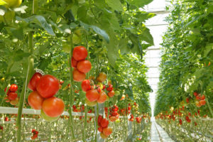 Schartner Farms' giant tomato greenhouse makes sense for Exeter - ecoRI News