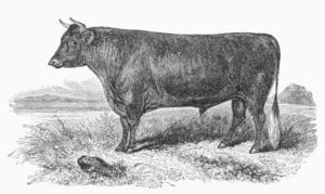 Missouri taxed cattle beginning in territorial times.