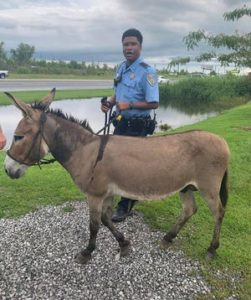 Sgt. Of the Sheriff of Lafourche Louis Frazier IV rounds up a donkey that has escaped its owner.