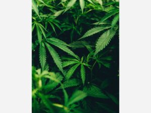 Sylvan Township learns more about the marijuana micro-business